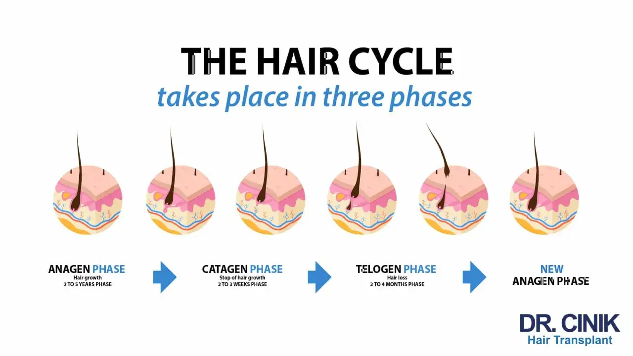 Illustration av h&aring;rets livscykel: anagen (tillv&auml;xt), catagen (stillast&aring;ende) och telogen (h&aring;ravfall). Stress kan p&aring;verka denna cykel.